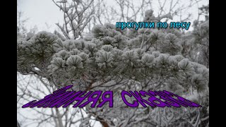 Зимняя сказка 2021 г (декабрь) #спасскдальний #снег