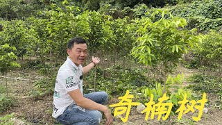 【老林赶野】很多網友種植奇楠沉香不懂怎麼俢枝，老林給大家示範一下