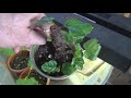 Propagating Fig Cuttings Progress Feb 2020