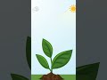 photosynthesis how plants prepare their food