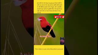 Red Avadavat 🐦🐦🐦🐦सबसे सुंदर अनोखा पंछी 🐦🕊️🕊️#shorts #redavadavat