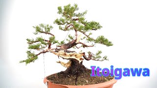 Juniper itoigawa future bonsai #juniperbonsai #bonsai