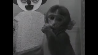 The Importance of Hugs - Contact-comfort & Harry Harlow's Monkey Love Experiments