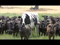 knickers the giant steer is really quite enormous abc news