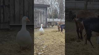 Farm scenes with geese goats and fowls