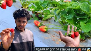 STRAWBERRY 🍓 FARMING | FIRST TIME IN MAYURBHANJ 😱 | Diverse Explorer Vlogs #strawberry #mayurbhanj