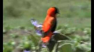 (orange bishop) Euplectes franciscanus