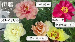 【牡丹ﾊﾞﾗ】伊藤ﾊｲﾌﾞﾘｯﾄﾞﾋﾟｵﾆｰ４種とﾗﾌｨﾈﾎﾟﾙﾃ【ﾆ‐ｱｵｰﾄﾏﾀ･カイネ/救済】