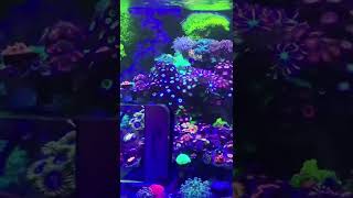 海缸更新5月2022 Marine reef tank update￼