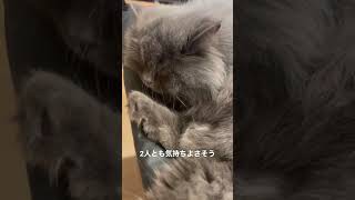 珍しく父猫に甘える妹猫　#ラガマフィン #猫のいる暮らし #子猫動画