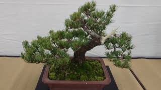 【BONSAI　羽島市盆栽展】　岐阜県羽島市　2024年11月17日（日）　　Gifu-Japan