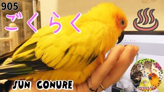 ベタ慣れインコ♪手乗りが容赦なくて飼い主なにもできません｜犬と鳥とハムスター多頭飼い動画905 Funny Parrots and Cute Birds