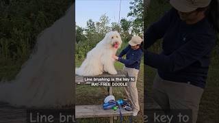 Line brushing tutorial: how to prevent matting in your Doodle #grooming #fluffydog #doodle