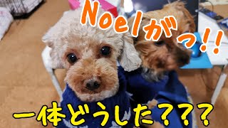 心に傷を負った元保護犬Noelが仲間に溶け込んだ日💝❤️💓