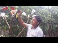 আমের বাকল কলম খারাপ জাত হয়ে যাবে ভালো জাত mango bark grafting