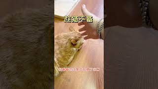 【家有猫三宝】仙女不但彪還很雙標#萌寵出道計劃#萌宠  #猫 #cat #pets #funny