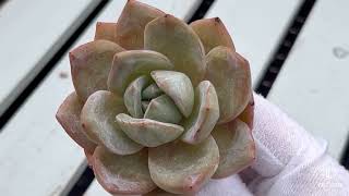 Echeveria Champagne