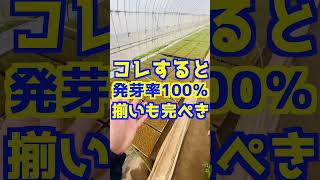 【誰でも簡単！】種まき時にコレするだけで発芽率がほぼ100%向上します。