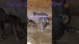 Betab 2 Bull ਦਾ ਟੀਕਾ ਭਰਿਆ ਧਰਮਕੋਟ,ਮੋਗਾ.  A.i By Tanveer Toor