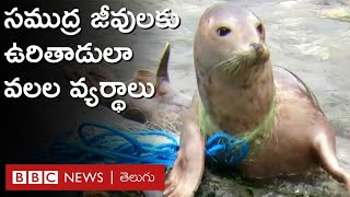 Fishing Nets: సముద్ర జీవులకు ఉరితాళ్లుగా మారిన వలల వ్యర్థాల ముప్పును తప్పిస్తున్నారు  | BBC Telugu