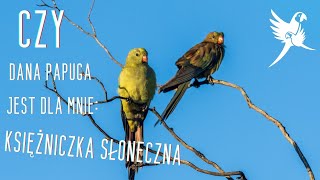 Czy dana papuga jest dla mnie: Księżniczka słoneczna  | www.parrotplanet.pl