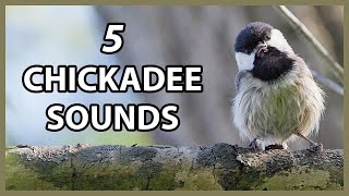 Carolina Chickadee Calls and Sounds