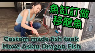 魚缸訂做、魚缸安置、移魚 麥之龍分享 Feat.水族箱 養魚 魚缸設置 fish tank 新手魚缸 fish tank equipment