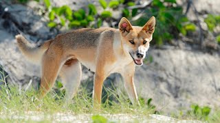 Woman attacked by pack of dingoes while jogging on K'Gari