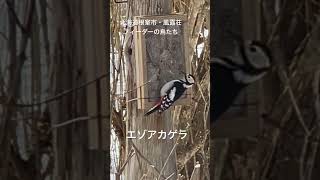 北海道根室市・風露荘フィーダーの餌台