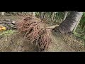 arecanut harvesting நல்ல லாபம் தரும் பாக்கு விவசாயம் paaku aruvadai paaku maram valarpu in tamil