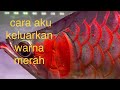 cara mudah aku tanning arowana Super red #azhardamia