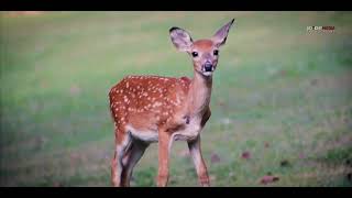 Yenderis Guarini - La Naturaleza (Video Oficial)