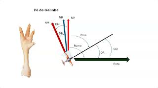 Exercício Pé de Galinha