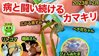 カマキリ日記236ヘチ花ちゃんが病と闘いながら、年を越えようとしています。リトゴマ、親戚さん、家庭菜園の様子も！（12月20日-28日）【おたま日記】