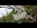 야생화 천국 야생화 정원 6월꽃이야기......wild flower garden june flower story