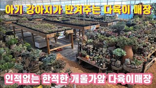 #한적한 마을 개울가앞 다육이매장 #아기자기 아가들이 반겨주는곳 #대전 숨은 다육이매장