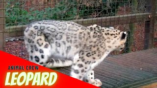 Leopard Video | Leopard Videos In Animal Crew | #AnimalCrew #Leopard #tiger