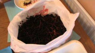 Making Elderberry Wine Part 1