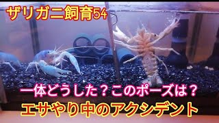 ザリガニ飼育54「エサやり中のアクシデント」こっちゃんの生き物係