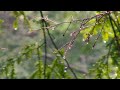 tender spring - you are now listening to a tender spring (full album)