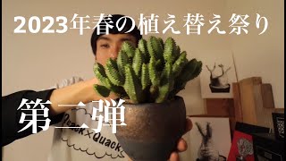 【塊根植物】まだまだ続くよ！春の植え替え第二弾！【コーデックス】