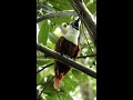 Three-wattled Bellbird: Incredible Loud Call! #shorts #birds