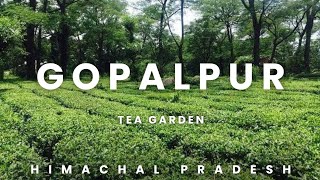 Gopalpur Tea Garden near Palampur ll Dharamshala ll Himachal Pradesh