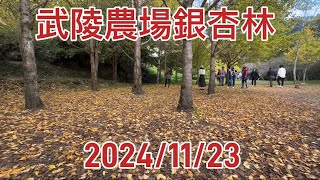 武陵農場銀杏林已變黃2024/11/23