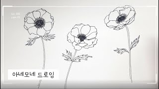 아네모네 드로잉 anemone drawing #flower#꽃그림#보타니컬