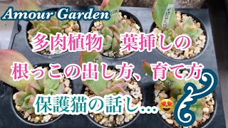 【多肉植物】多肉植物、葉挿しの根っこの出し方、育て方、保護猫の話し😻Amour Garden.Succulent、9/18