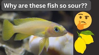 Lemon Cichlid 2 Minute Overview