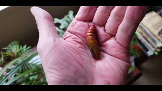 Hornworm Pupa!