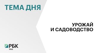 Аграрии Башкортостана в 2024 г. могут перевыполнить план по урожаю зерновых и масличных культур