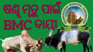 BMC is responsible for bull deaths.  ଜାମୁକୋଳି ଗୋଶାଳା ରେ ପ୍ରତେକ ଦିନ ଷଣ୍ଢ ମରୁଛନ୍ତି। ଗୋହତ୍ୟା